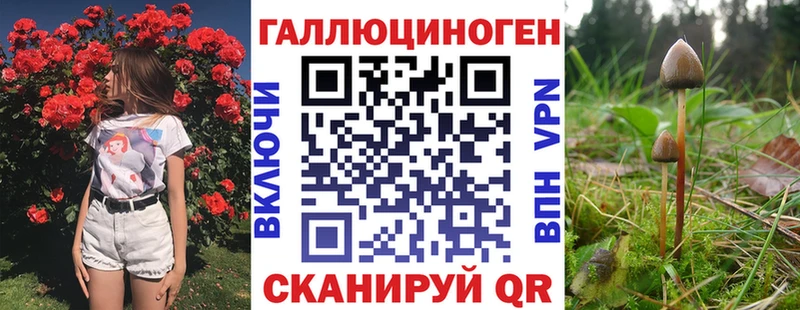 закладка  Темников  Псилоцибиновые грибы GOLDEN TEACHER 